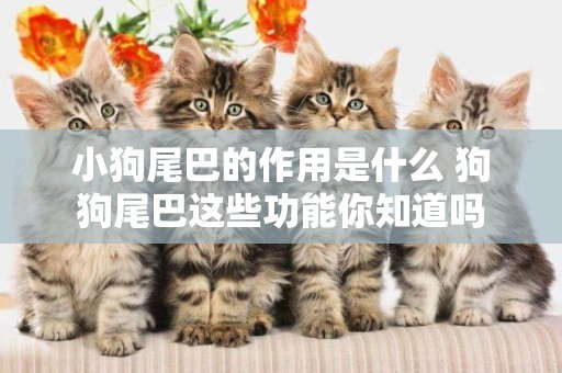 小狗尾巴的作用是什么 狗狗尾巴這些功能你知道嗎