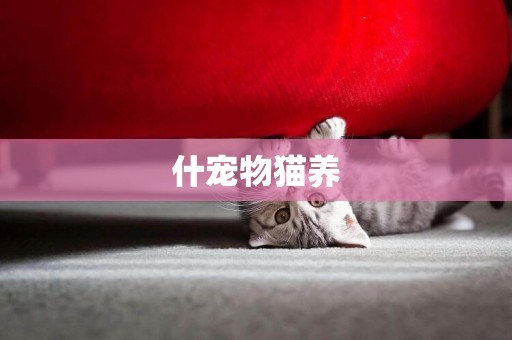 什寵物貓養
