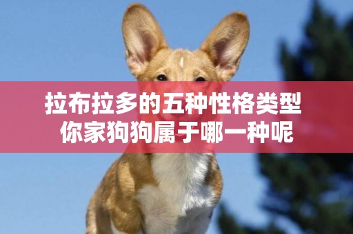 拉布拉多的五種性格類型 你家狗狗屬于哪一種呢 拉布拉多的五種性格類型 你家狗狗屬于哪一種呢