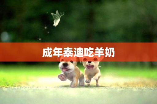 成年泰迪吃羊奶