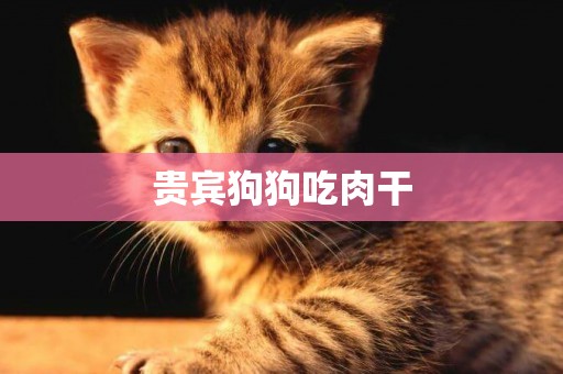 貴賓狗狗吃肉干
