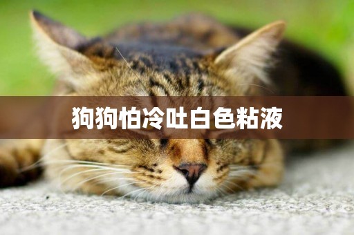 狗狗怕冷吐白色粘液