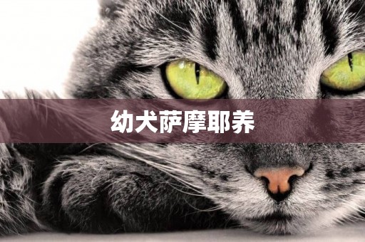 幼犬薩摩耶養