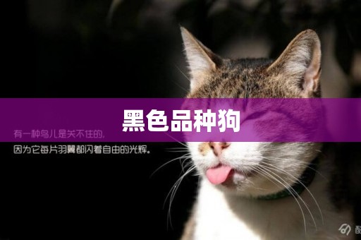 黑色品種狗