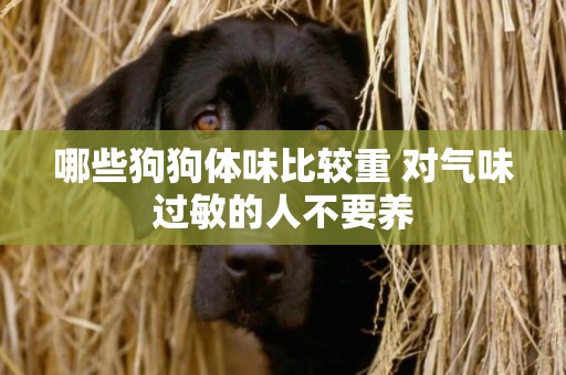 哪些狗狗體味比較重 對氣味過敏的人不要養 哪些狗狗體味比較重 對氣味過敏的人不要養