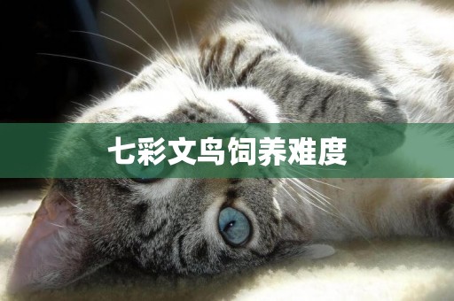 七彩文鳥飼養難度