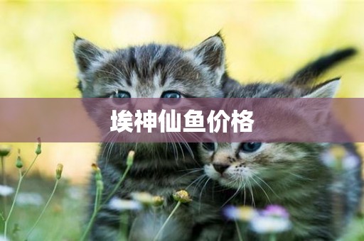 埃神仙魚價格