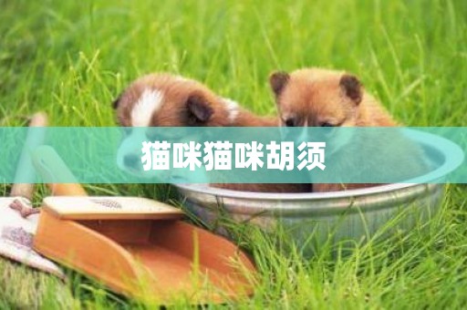 貓咪貓咪胡須