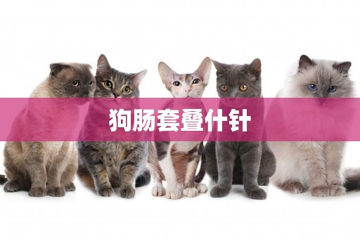 狗腸套疊什針