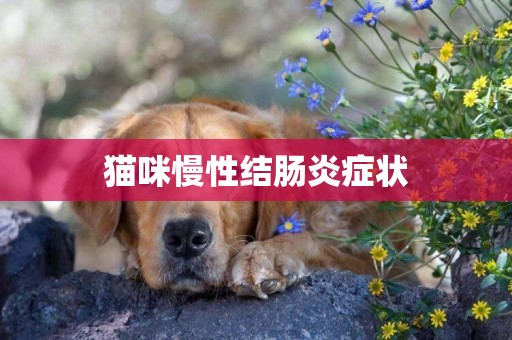 貓咪慢性結腸炎癥狀