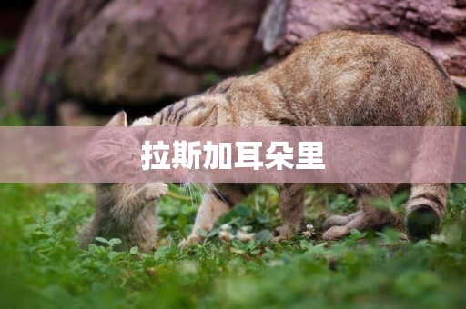 拉斯加耳朵里
