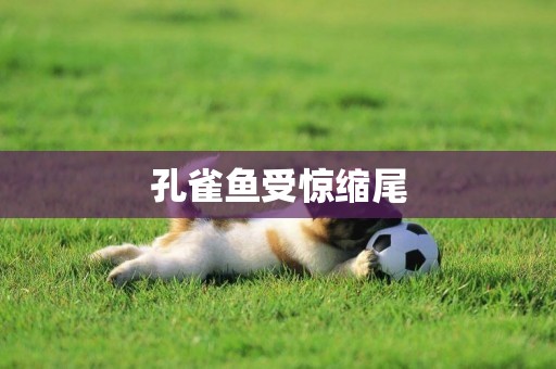 孔雀魚受驚縮尾