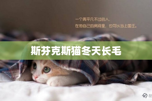 斯芬克斯貓冬天長毛