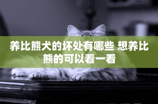 養比熊犬的壞處有哪些 想養比熊的可以看一看