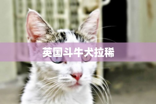 英國斗牛犬拉稀