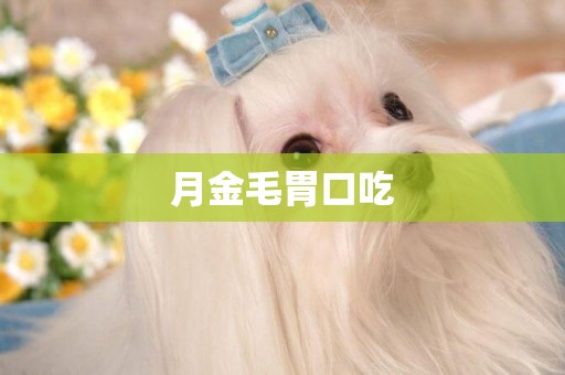 月金毛胃口吃