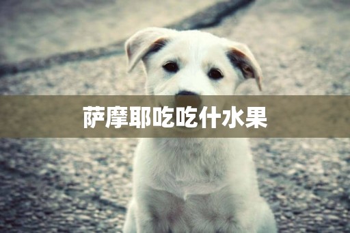 薩摩耶吃吃什水果