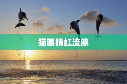 貓眼睛紅流膿