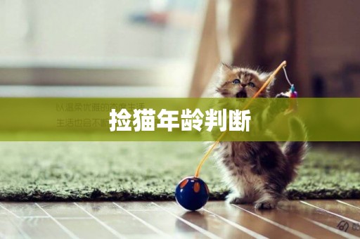 撿貓年齡判斷