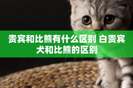 貴賓和比熊有什么區別 白貴賓犬和比熊的區別