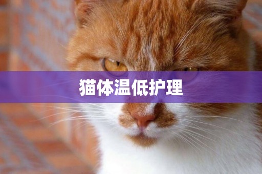 貓體溫低護理