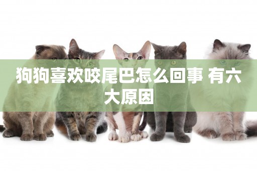 狗狗喜歡咬尾巴怎么回事 有六大原因