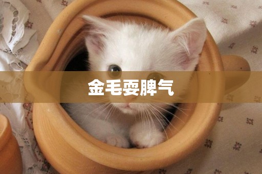 金毛耍脾氣
