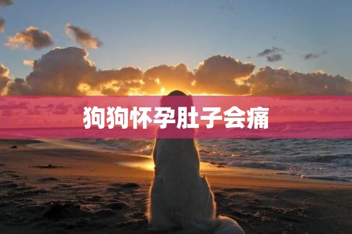 狗狗懷孕肚子會痛
