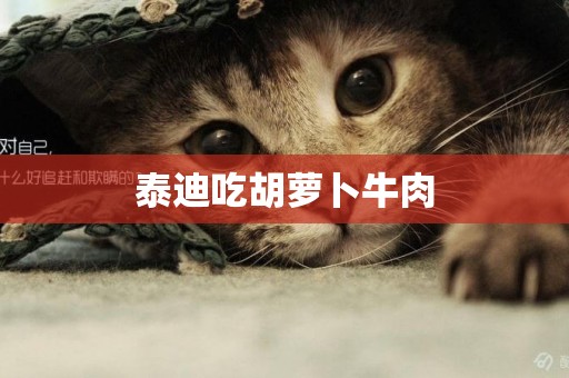 泰迪吃胡蘿卜牛肉