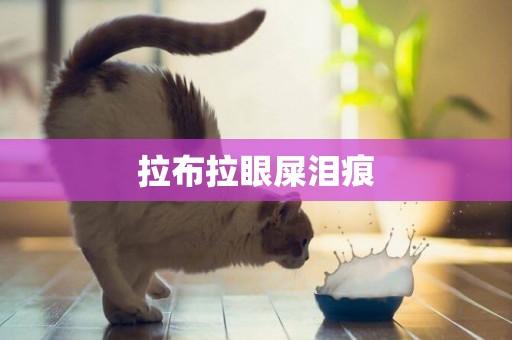 拉布拉眼屎淚痕