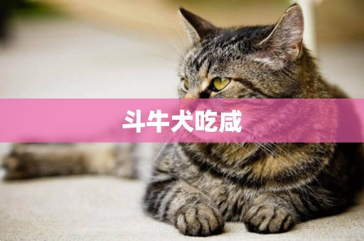 斗牛犬吃咸