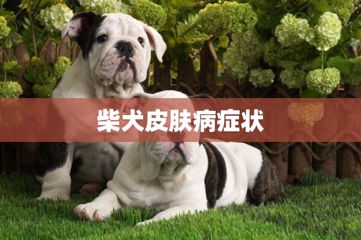 柴犬皮膚病癥狀