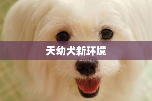 天幼犬新環境
