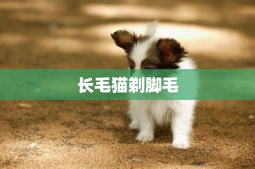 長毛貓剃腳毛