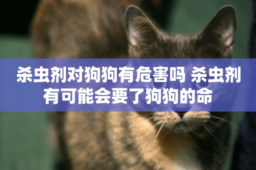 殺蟲劑對狗狗有危害嗎 殺蟲劑有可能會要了狗狗的命