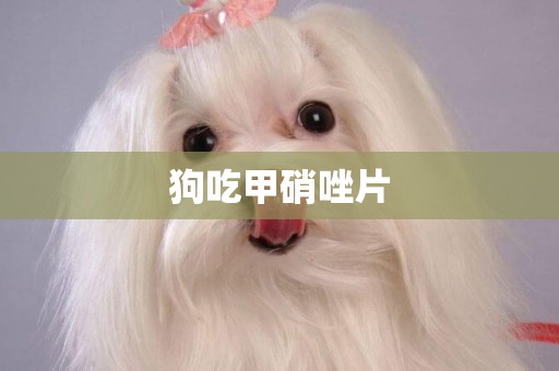 狗吃甲硝唑片