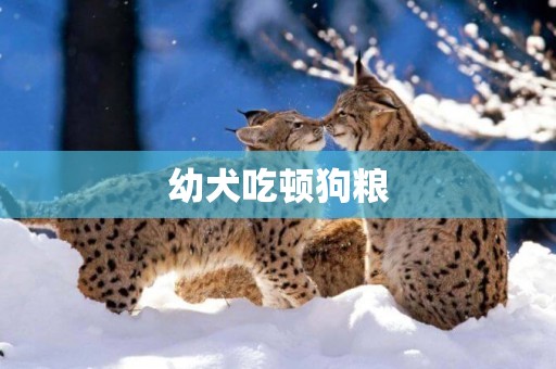幼犬吃頓狗糧
