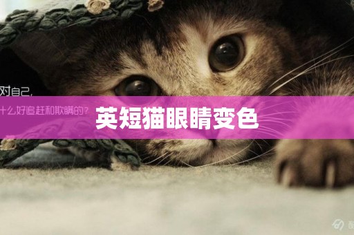 英短貓眼睛變色
