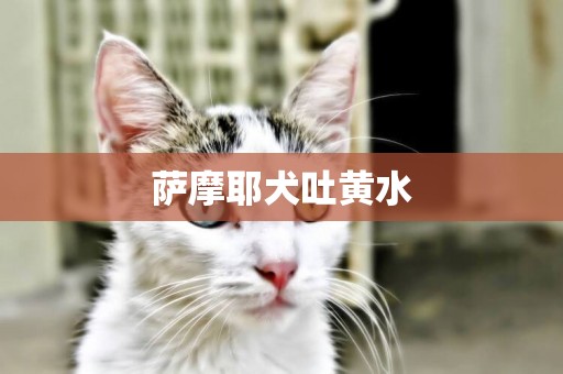 薩摩耶犬吐黃水