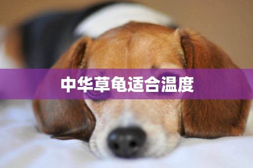 中華草龜適合溫度