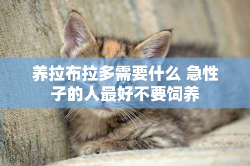 養拉布拉多需要什么 急性子的人最好不要飼養 養拉布拉多需要什么 急性子的人最好不要飼養