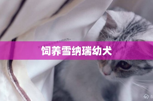飼養雪納瑞幼犬