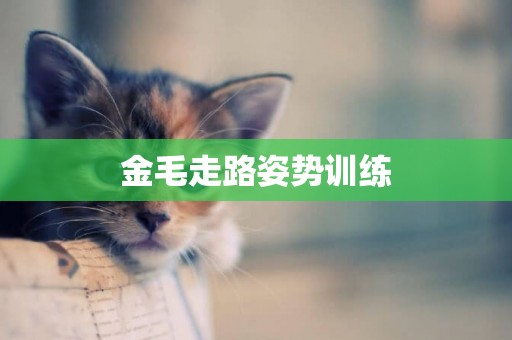金毛走路姿勢訓練