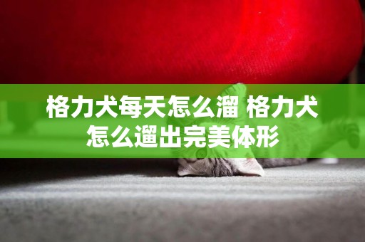 格力犬每天怎么溜 格力犬怎么遛出完美體形