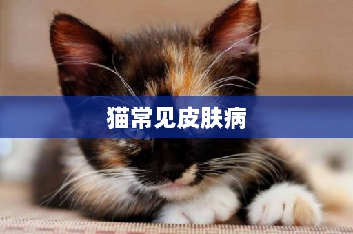 貓常見皮膚病