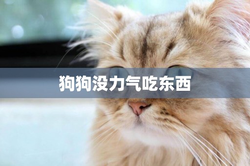 狗狗沒力氣吃東西