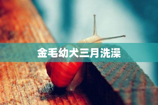 金毛幼犬三月洗澡