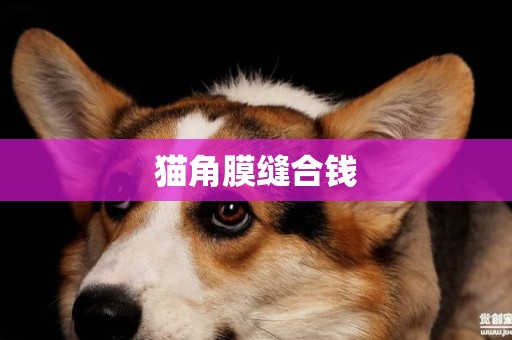 貓角膜縫合錢