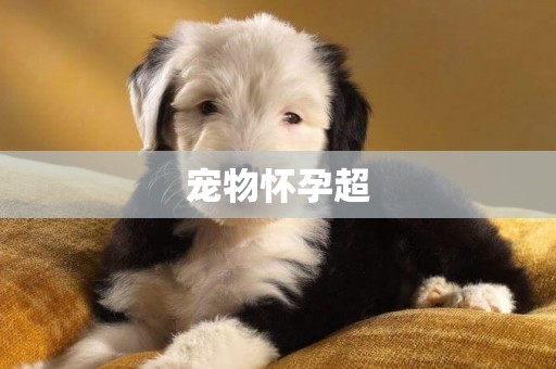 寵物懷孕超