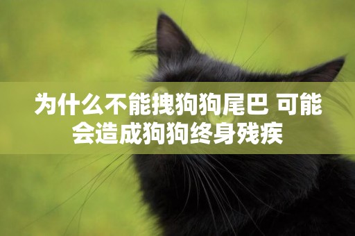 為什么不能拽狗狗尾巴 可能會造成狗狗終身殘疾